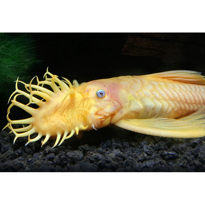 Ancistrus Temminckii (L144) Gold / Blue Eyes