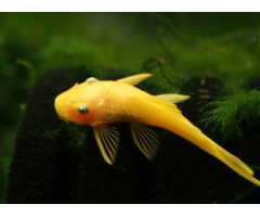 Ancistrus Temminckii (L144) Gold / Blue Eyes