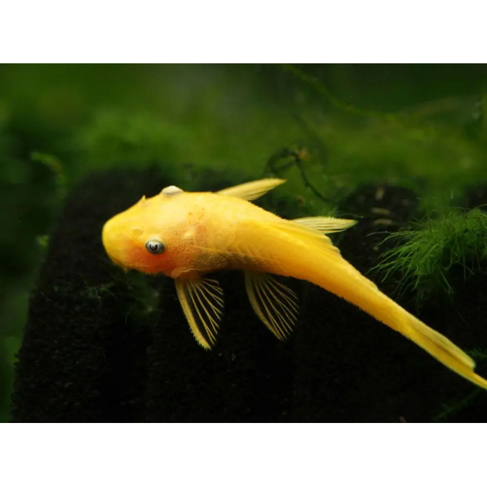 Ancistrus Temminckii (L144) Gold / Blue Eyes