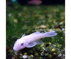Ancistrus Temminckii 'Snow White'