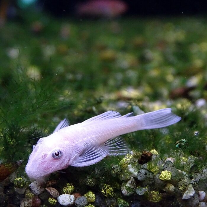Ancistrus Temminckii 'Snow White'
