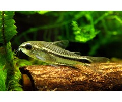Corydoras Pygmaeus