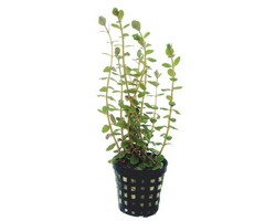 Rotala rotundifolia - Pot (Achtergrond)