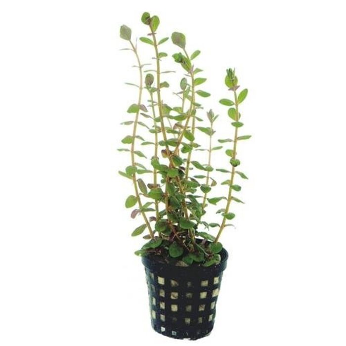 Rotala rotundifolia - Pot (Achtergrond)