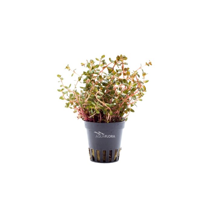 Aquaflora Rotala rotundifolia 'Blood Red' - Pot (Achtergrond)