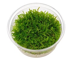 Vesicularia montagnei 'Christmas' - In Vitro (Mos)