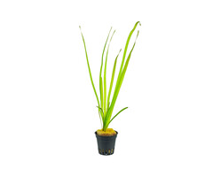 Vallisneria spiralis - Pot (Achtergrond)