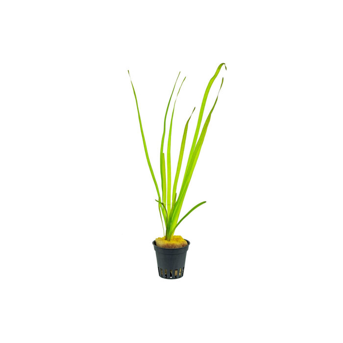 Vallisneria spiralis - Pot (Achtergrond)