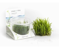 Taxiphyllum sp 'Spiky' - In Vitro (Mos)