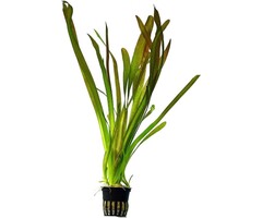 Vallisneria australis (gigantea) - Pot (Achtergrond)