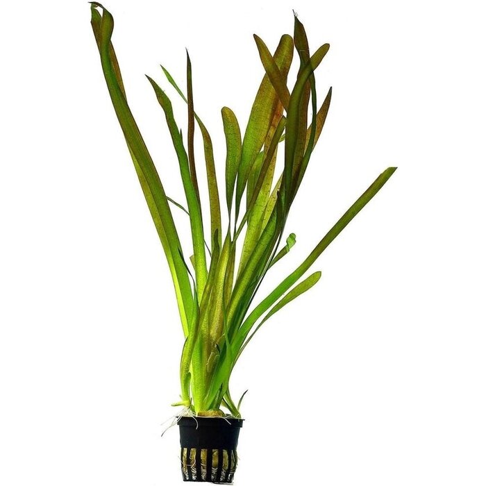 Aquaflora Vallisneria australis (gigantea) - Pot (Achtergrond)