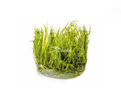 Aquaflora Taxiphyllum alternans 'Taiwan Moss' - In Vitro (Mos)