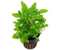 Staurogyne repens - Pot (Voorgrond)
