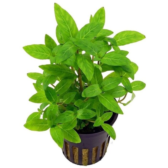 Aquaflora Staurogyne repens - Pot (Voorgrond)