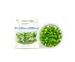 Aquaflora Staurogyne repens - In Vitro (Voorgrond)