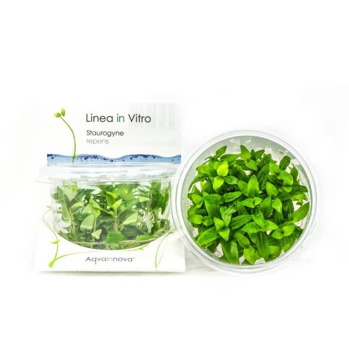Aquaflora Staurogyne repens - In Vitro (Voorgrond)
