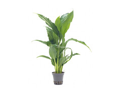 Aquaflora Spathiphyllum wallisii - Pot (Achtergrond) (Terrariumplant)