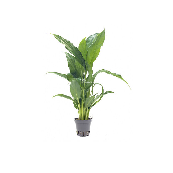 Spathiphyllum wallisii - Pot (Achtergrond/Terrariumplant)