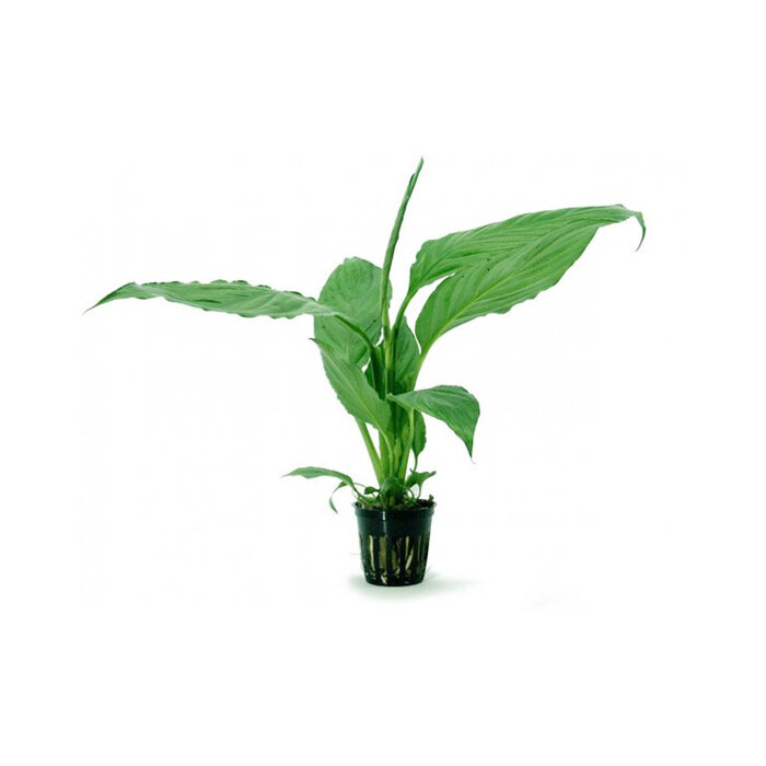 Spathiphyllum wallisii - Pot (Achtergrond/Terrariumplant)