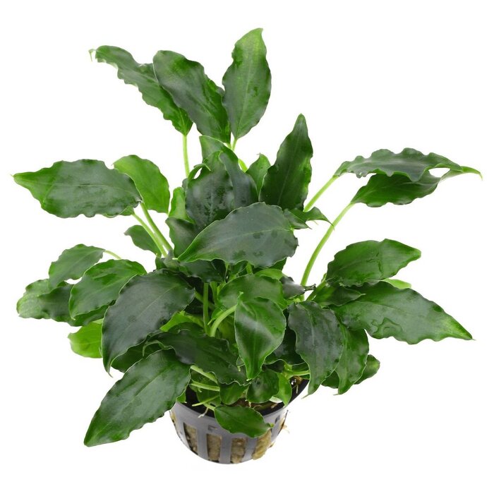 Aquaflora Schismatoglottis Prietoi - Pot (Voorgrond/Midden) (Epifyt)