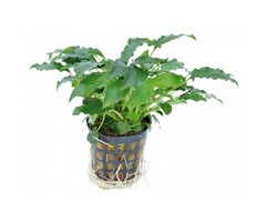 Aquaflora Schismatoglottis Prietoi - Pot (Voorgrond/Midden) (Epifyt)