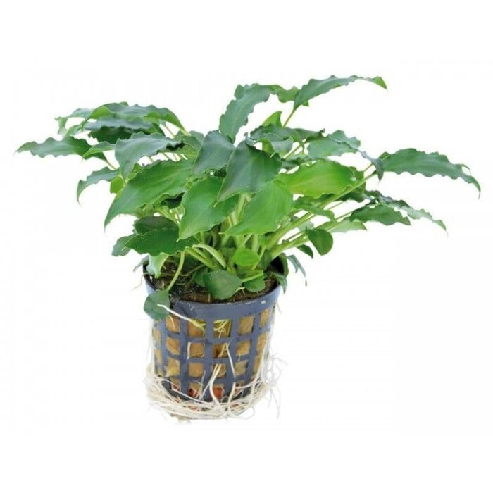 Aquaflora Schismatoglottis Prietoi - Pot (Voorgrond/Midden) (Epifyt)