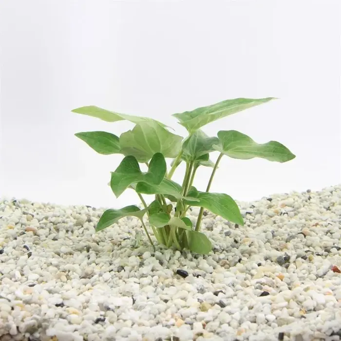 Aquaflora Saururus cernuus (Leidse Plantje) - Pot (Voorgrond/Midden)