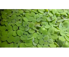 Aquaflora Salvinia Minima - Portie 10 gram (Drijfplant)