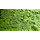 Salvinia minima (Vlotvaren) - Portie (Drijfplant)