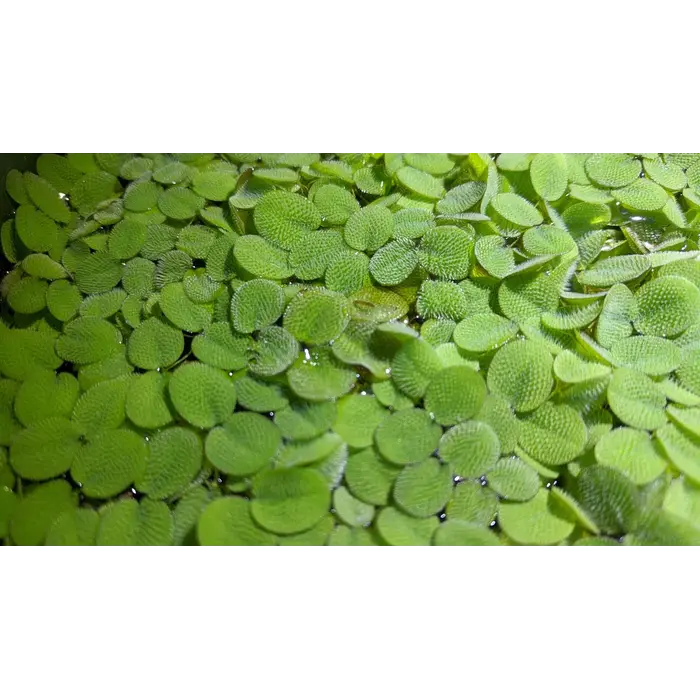 Aquaflora Salvinia minima (Vlotvaren) - Portie (Drijfplant)