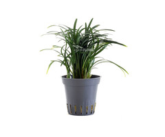 Ophiopogon japonicus 'Pusillus' - Pot (Voorgrond/Terrariumplant)