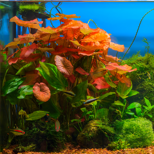 Aquaflora Nymphaea Zenkeri Lotus Rood - Pot (Midden/Achtergrond)