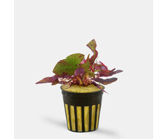 Nymphaea Zenkeri Lotus Rood - Pot (Midden/Achtergrond)