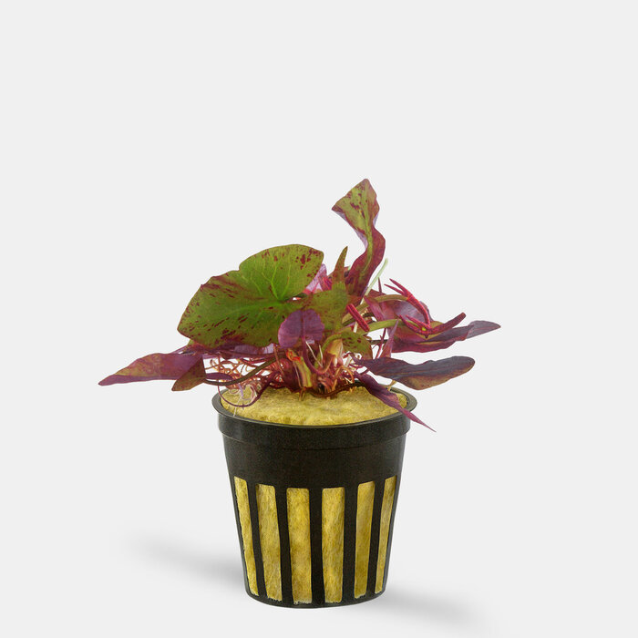 Aquaflora Nymphaea Zenkeri Lotus Rood - Pot (Midden/Achtergrond)