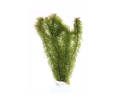 Najas major - Bundel (Achtergrond)