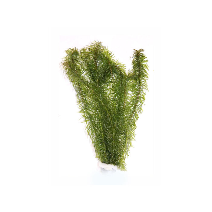 Aquaflora Najas major - Loodstrip (Achtergrond)