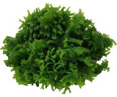 Aquaflora Monosolenium tenerum - In Vitro (Voorgrond)