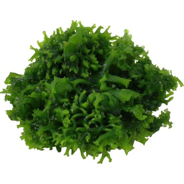 Aquaflora Monosolenium tenerum - In Vitro (Voorgrond)