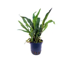 Microsorum sp. 'India' - Pot (Epifyt)