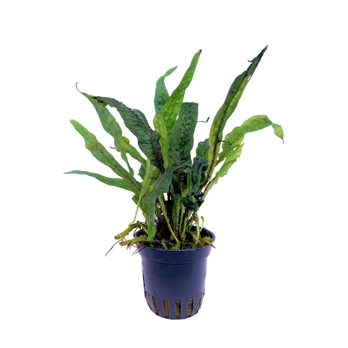 Microsorum sp. 'India' - Pot (Epifyt)