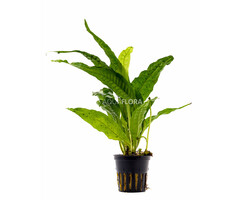 Microsorum pteropus - Pot (Epifyt)