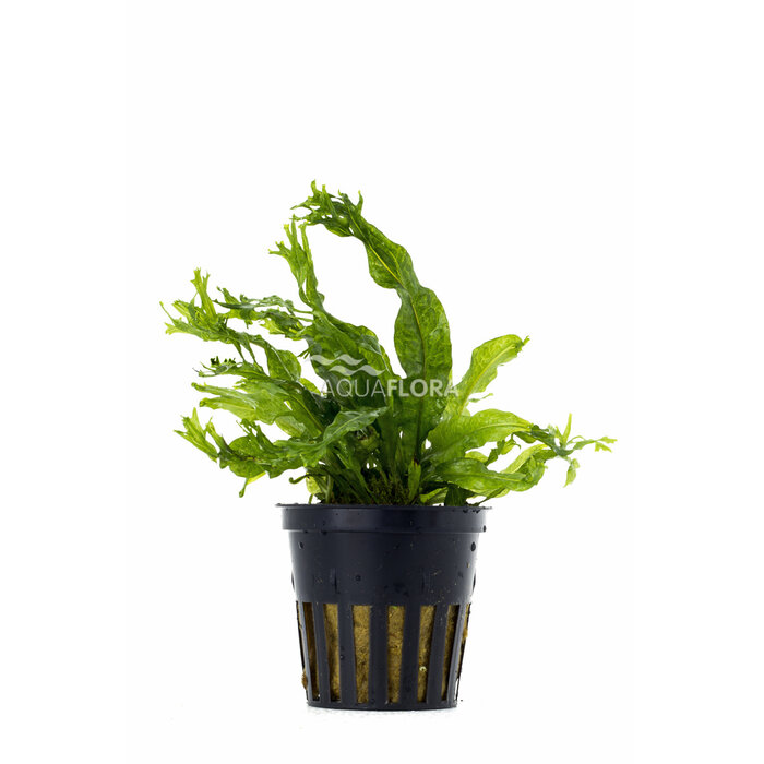 Aquaflora Microsorum pteropus 'Windelov' - Pot (Midden/Achtergrond) (Epifyt)