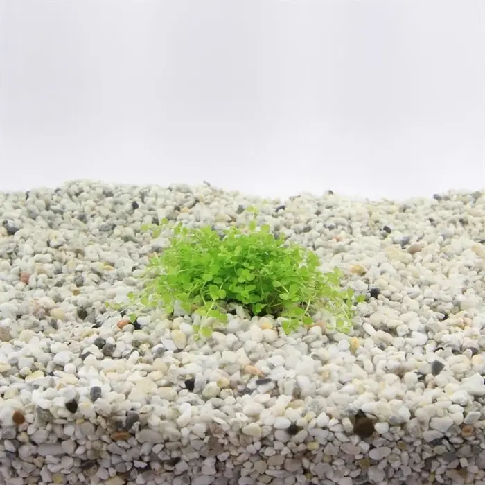 Aquaflora Micranthemum species 'Monte Carlo' - Pot (Voorgrond)