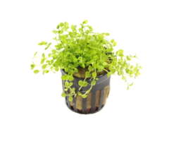 Micranthemum species 'Monte Carlo' - Pot (Voorgrond)