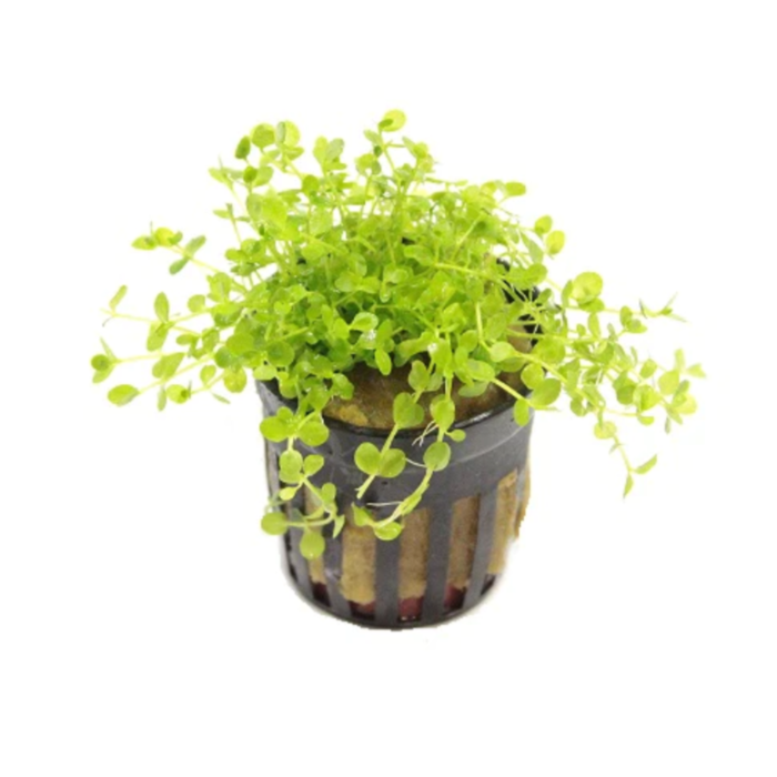 Aquaflora Micranthemum species 'Monte Carlo' - Pot (Voorgrond)