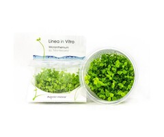 Aquaflora Micranthemum sp. 'Montecarlo' - In Vitro (Voorgrond)