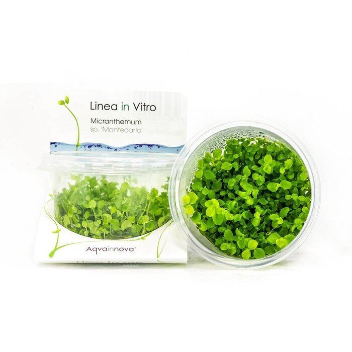 Aquaflora Micranthemum sp. 'Montecarlo' - In Vitro (Voorgrond)