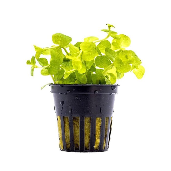 Lysimachia nummularia 'Aurea' - Pot (Midden/Achtergrond)