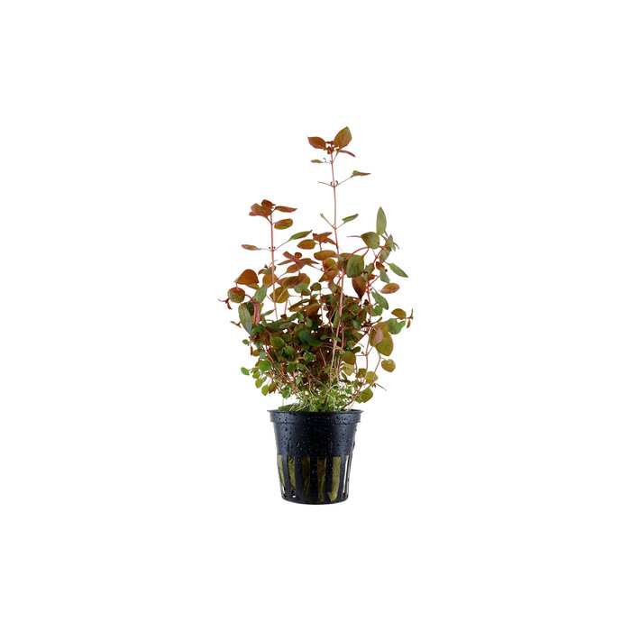 Aquaflora Ludwigia palustris 'Super Red' - Pot (Midden/Achtergrond)