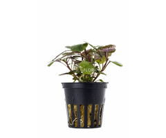 Aquaflora Lobelia cardinalis - Pot (Voorgrond)